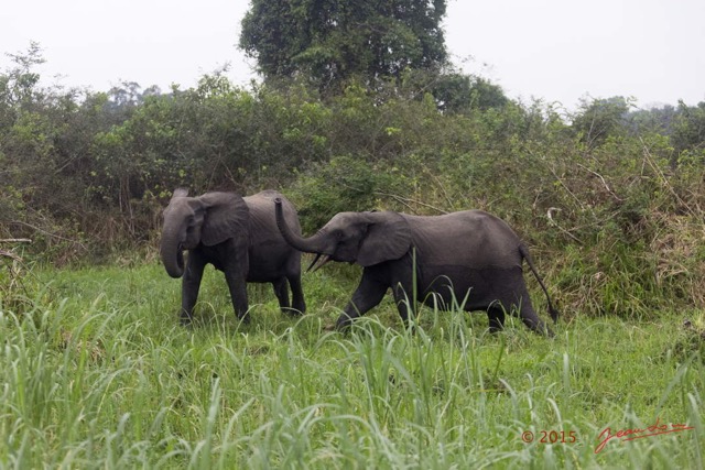 068 LOANGO 2 Akaka Riviere Rembo Ngove Nord Berge et Mammalia Proboscidea Elephant Loxodonta africana cyclotis 15E5K3IMG_106918wtmk.jpg